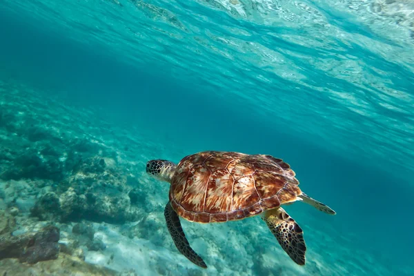 Tartaruga verde nadando no mar do Caribe — Fotografia de Stock