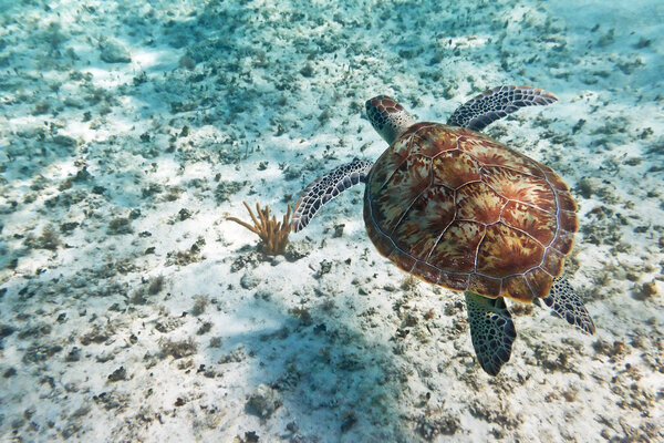 Зеленая черепаха плавает в Карибском море
