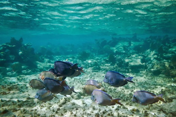 Ein Schwarm Fische in der Karibik — Stockfoto