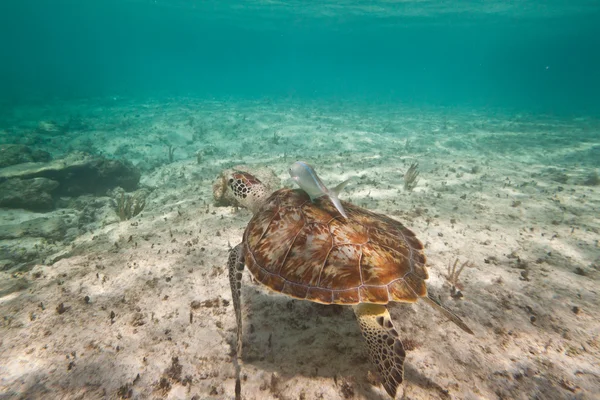Tartaruga verde nadando no mar do Caribe — Fotografia de Stock