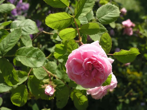苔藓玫瑰 — 图库照片