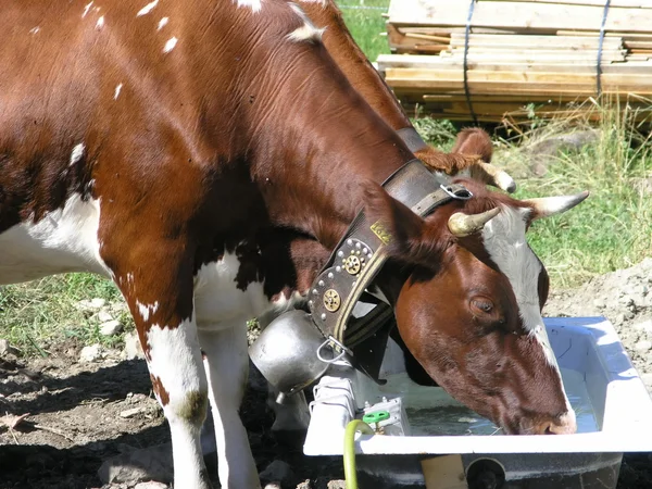 Kráva při pití — Stock fotografie