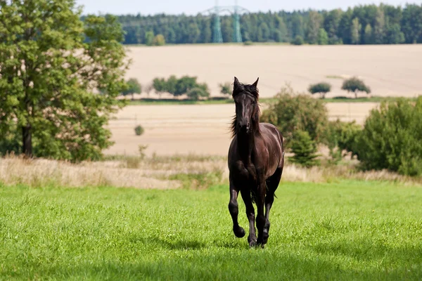 Koń fryzyjski — Zdjęcie stockowe