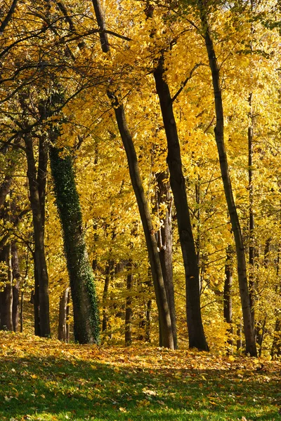 Autumn Pathway — Stock Photo, Image