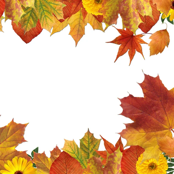 Podzimní listy na bílém pozadí — Stock fotografie