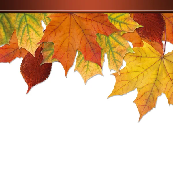 Herfst bladeren op witte achtergrond — Stockfoto