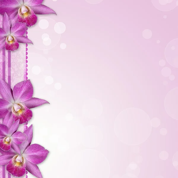 Beautiful Orchid border — Stock Photo, Image