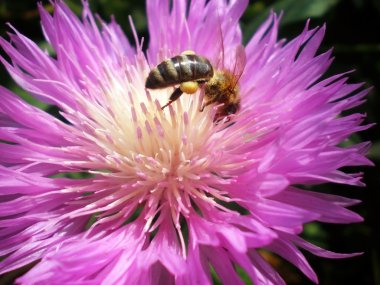 Arı nektarı mor cornflower toplama