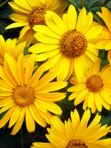 Fresh yellow flower background — Stock Photo, Image
