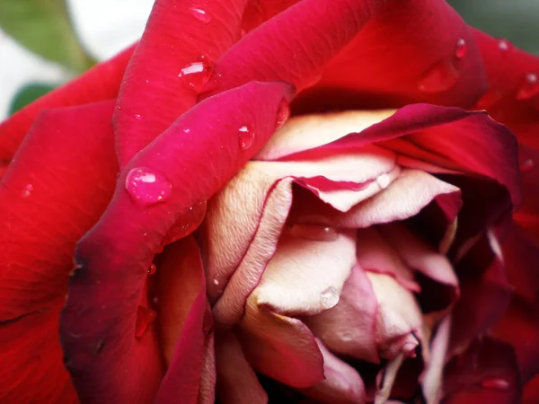 Makroaufnahme einer dunkelroten Rose mit Wassertropfen — Stockfoto