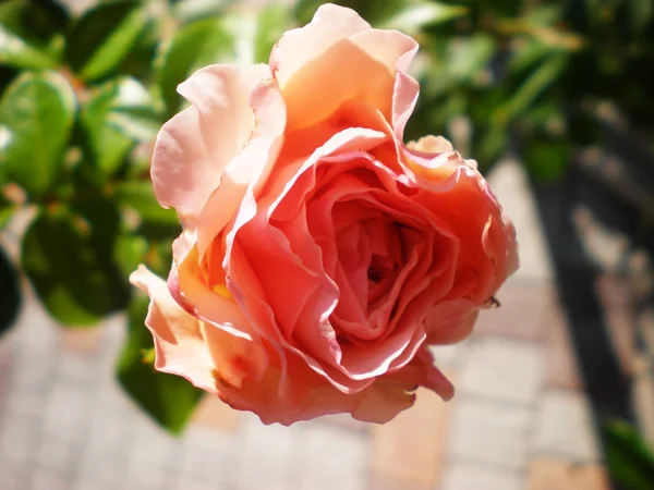 Hermosa rosa rosa — Foto de Stock
