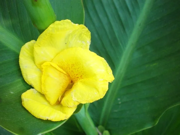 Färsk gul blomma bakgrund — Stockfoto