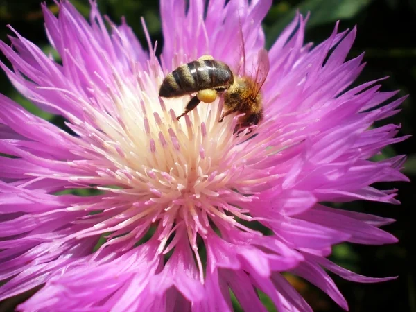 stock image Bee collecting nectar on purple cornflower