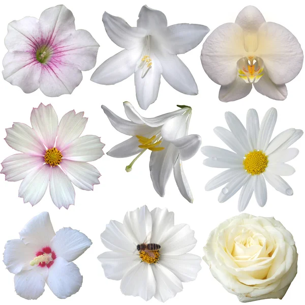 Colección cabezas de flores aisladas en blanco — Foto de Stock