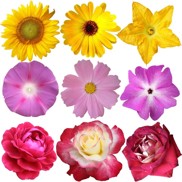 Flower collection isolated on white background — Stock Photo, Image