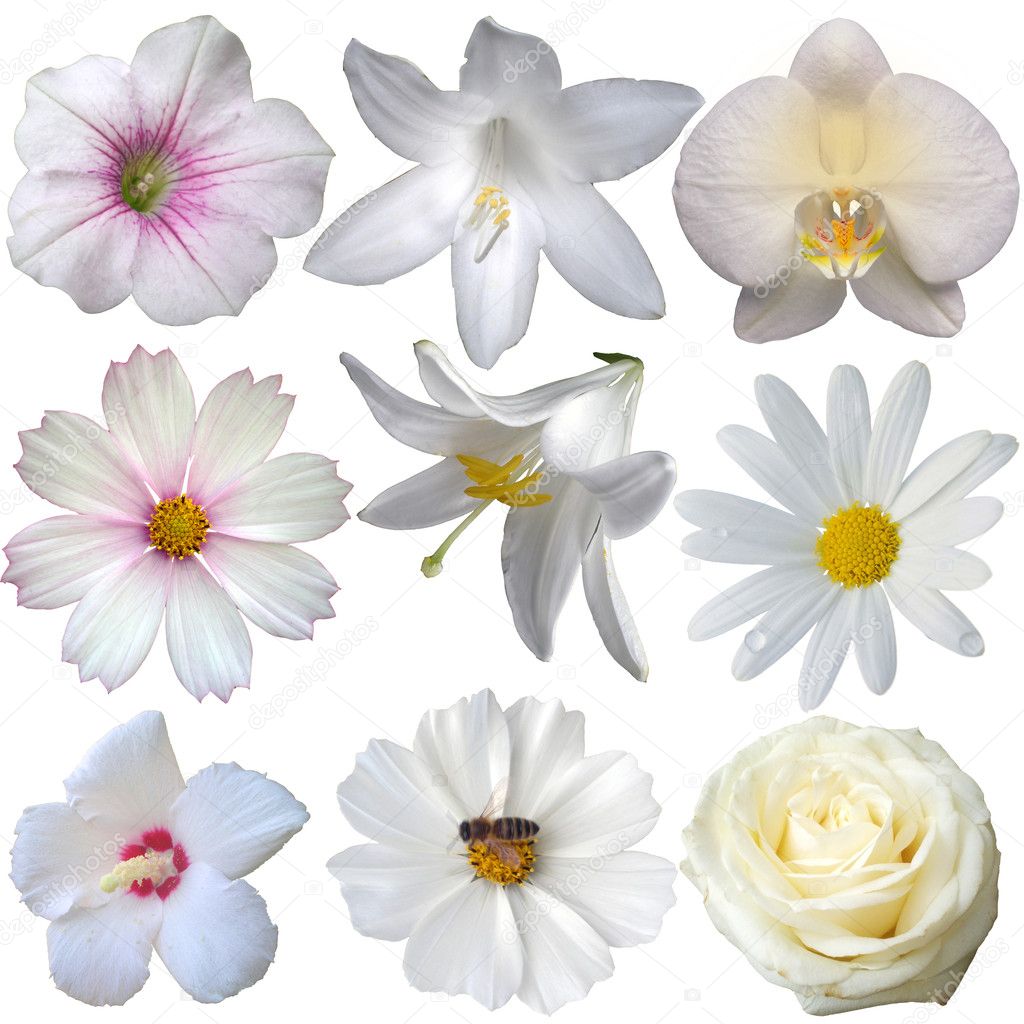 Flower heads collection isolated on white