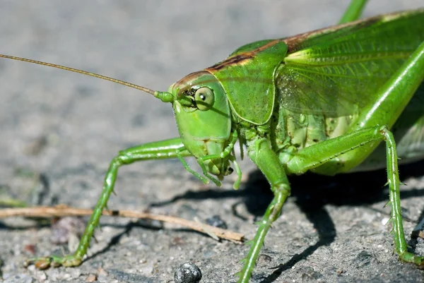 stock image Green locust on the ground