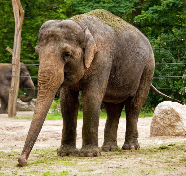 stock image Indian elephant