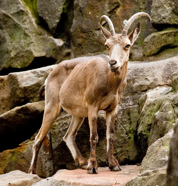 stock image Mountain goat