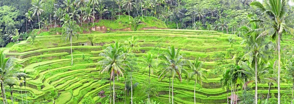 Panorama de terraços de campo de arroz Tegalalang, Bali, Indonésia — Fotografia de Stock