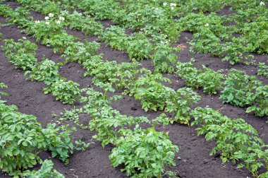patates alanında düz Sebze yatak