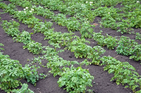 stock image Straight vegetable beds in a potato field