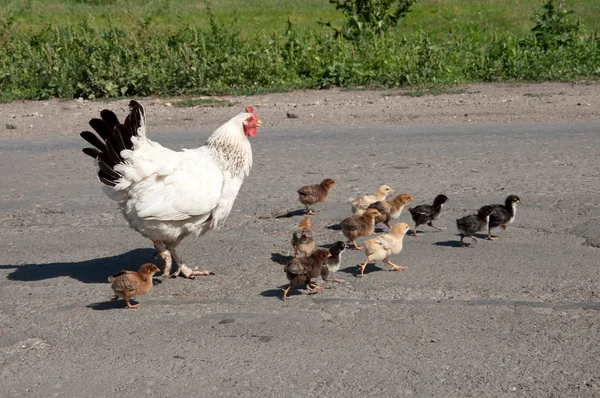 Gallina con gallinas cruzan la calle — Foto de Stock