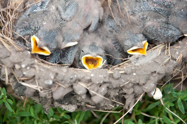 De kuikens in het nest van schuur zwaluwen — Stockfoto