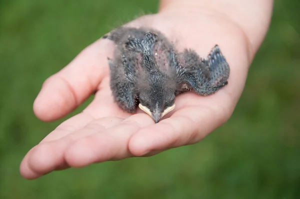 Nestling barn swallows in the hands of child — Stock Photo, Image