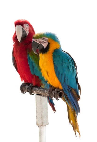 Dois papagaios isolados em um fundo branco — Fotografia de Stock