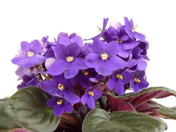 Violetta isolata su sfondo bianco — Foto Stock