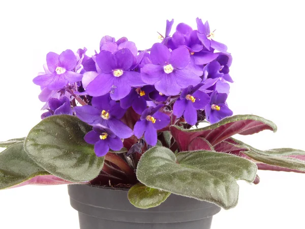 Violetta isolata su sfondo bianco — Foto Stock