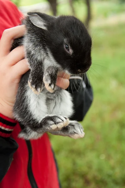 Kleine mooie bunny in de handen van kinderen — Stockfoto