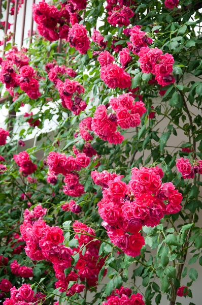 Sluipende struik rozen voor de gevel van het huis — Stockfoto