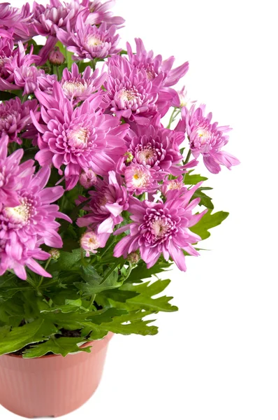 stock image Lilac chrysanthemums in pots, isolated on a white background