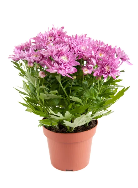 Lilac chrysanthemums in pots, isolated on a white background — Stock Photo, Image