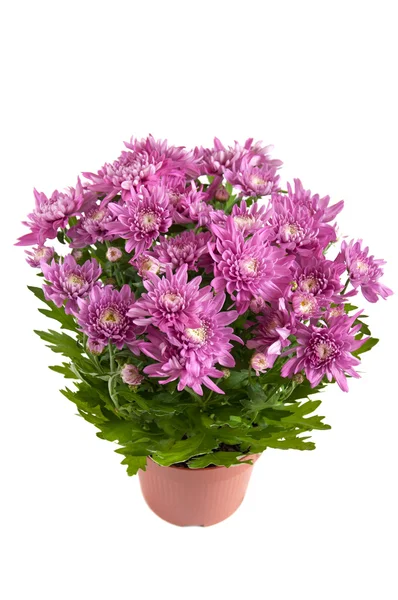 Lilac chrysanthemums in pots, isolated on a white background — Stock Photo, Image