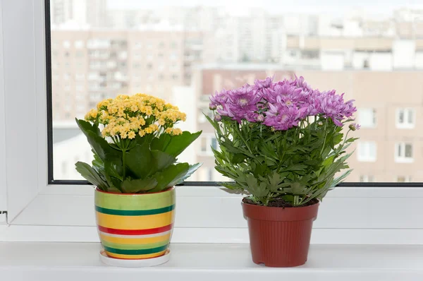 Indoor plants are on the box. fragment of the interior — Stock Photo, Image