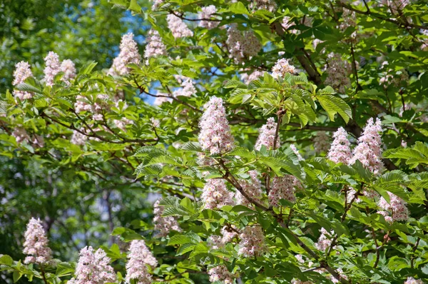 Beautiful Flowering twig of chestnut, spring — Stock Photo, Image