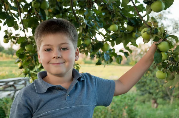 緑のリンゴとリンゴの背景に少年のポートレート — ストック写真