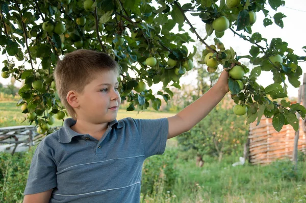 Retrato de um menino em um fundo de maçãs verdes com maçãs — Fotografia de Stock