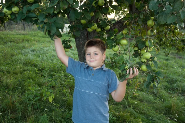 緑のリンゴとリンゴの背景に少年のポートレート — ストック写真