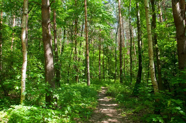 stock image A beautiful woodland scenery in the summer on a sunny day