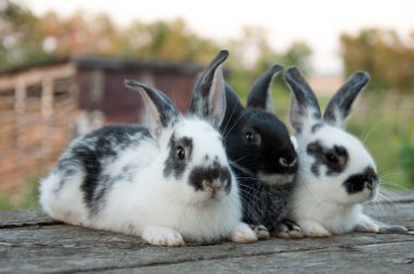 Bahçedeki ahşap bir masada oturan üç küçük tavşan