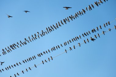 Mavi gökyüzü teller üzerinde genç yutar