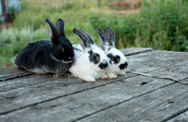 坐在花园里的木桌上的三个小兔子 — 图库照片