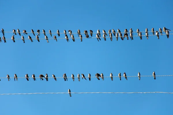 stock image Young Swallows on the wires against the blue sky