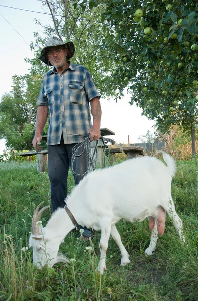 Um homem idoso com uma cabra branca no jardim — Fotografia de Stock
