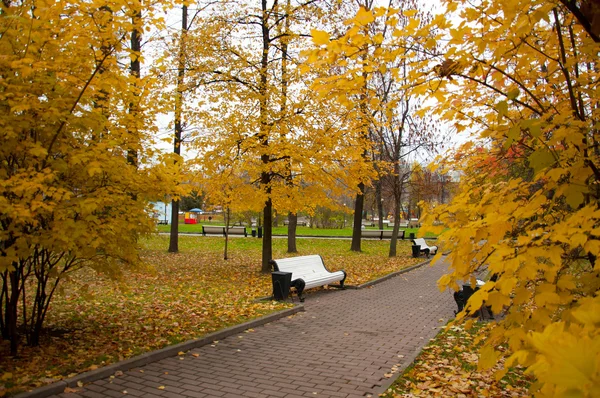 Красивый парк со скамейками осенью — стоковое фото