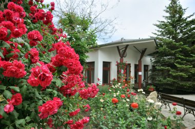 güzel kırmızı gül önünde evi - peyzaj tasarımı